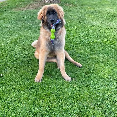 Bed & Breakfast Domaine Du Clos Pallacien Paillé