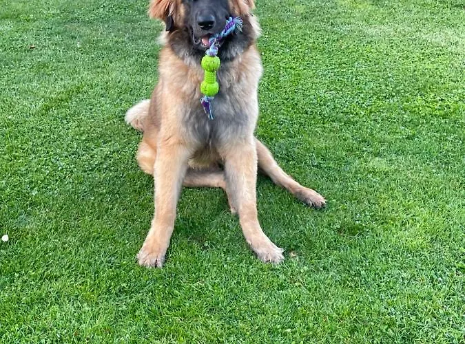 Bed & Breakfast Domaine Du Clos Pallacien Paille